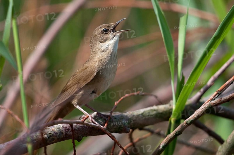 Locustella luscinioides, cane swirl, Savi's warbler, birds, song, passeri, singing, songbirds, birds