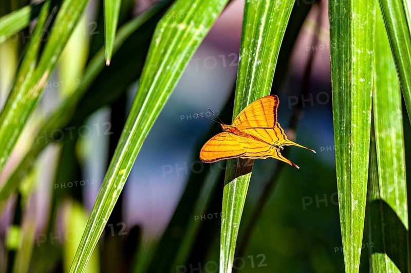 An orange butterfly perches on long, green leaves in the sunshine: a rust-red dagger-winged butterfly in the Amazon Basin near Rurrenabaque in Bolivia (Marpesia petreus)
