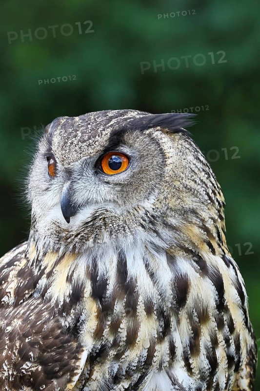 Eurasian eagle-owl (Bubo bubo), animal portrait, Rhineland-Palatinate, Germany