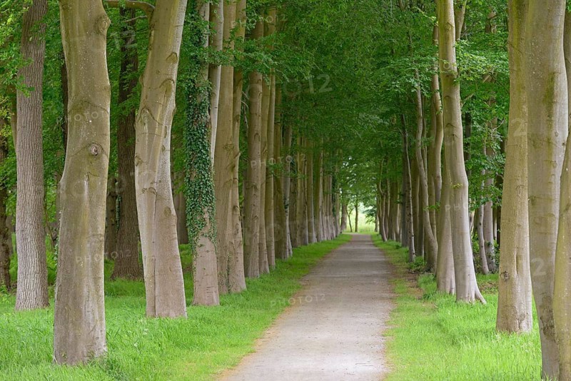 Tree-lined avenue, deciduous trees, European beech (Fagus sylvatica), Lütetsburg Castle Park, East Frisia, Lower Saxony, Germany