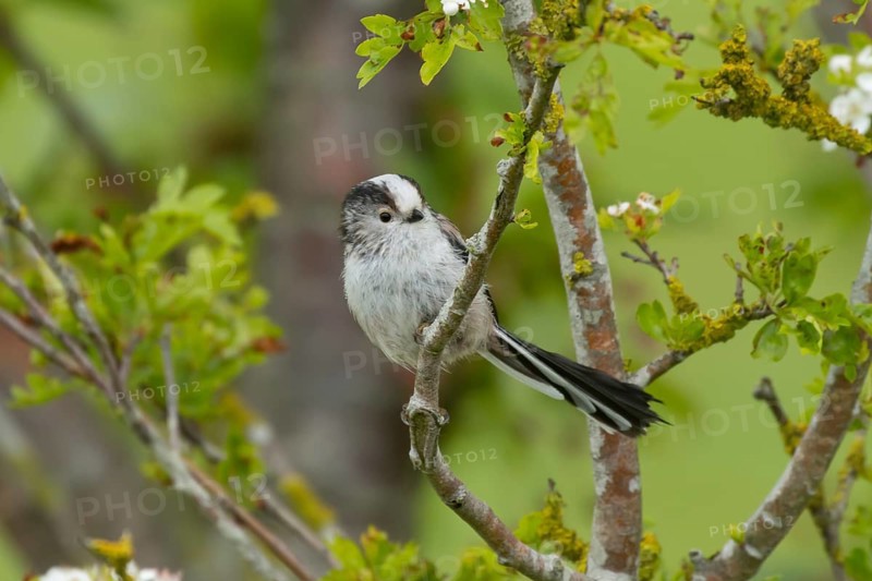 Long tailed tit (Aegithalos caudatus) adult bird on a tree branch in a hedgerow, England, United Kingdom