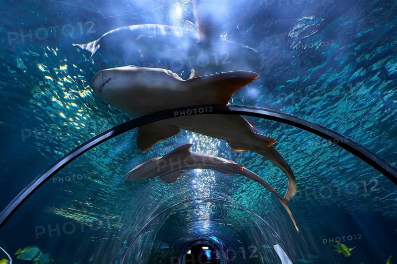 Sharks swim above an illuminated underwater tunnel in an aquarium, aquarium, aquariums, Aquaviva, Loro Parque, Puerto de la Cruz, Tenerife, Canary Islands, Spain