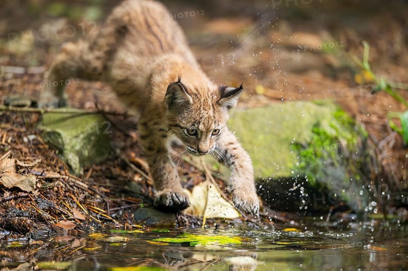 Eurasian lynx (Lynx lynx) youngsters (cub) at a little lake in a forest, Bavaria, Germany
