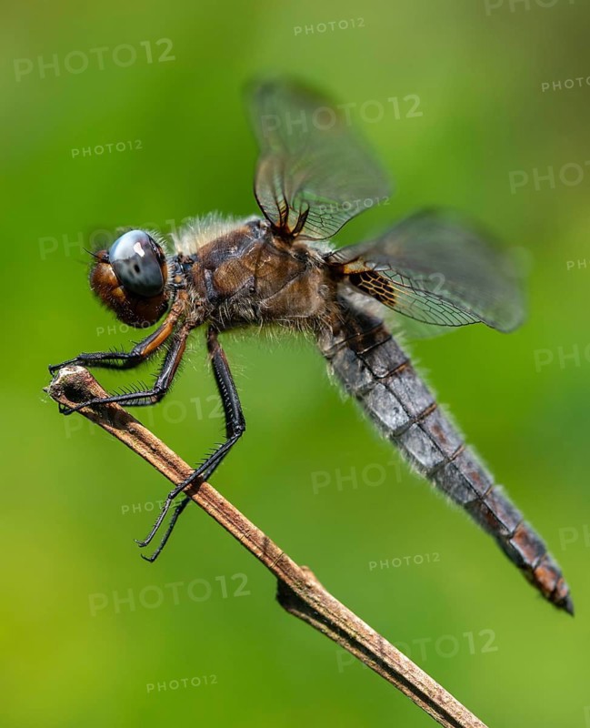Libellula fulva, scarce chaser, spike spot, anisoptera, damselflies, dragonflies, insects, dragonflies, odonata