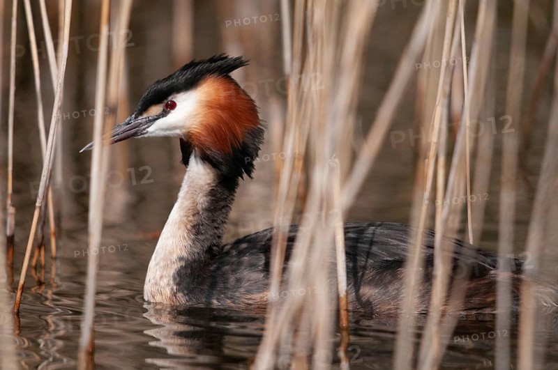 Great crested grebes, podiceps cristatus, birds, grebes, podicipedidae, divers, birds, waterbirds, waterbirds