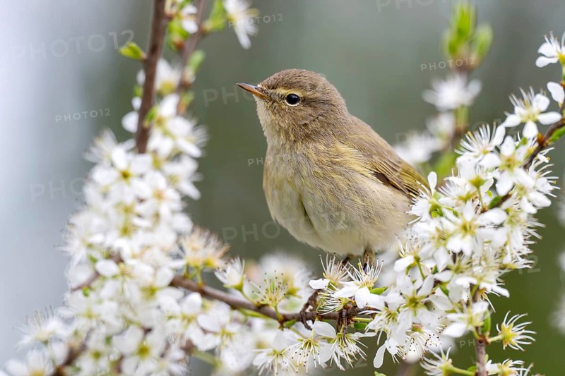 Chiffchaff (Phylloscopus collybita), Littlewood Ranch, Limbach, Burgenland, Austria