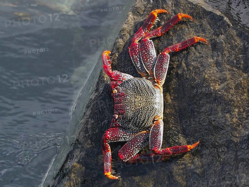 Red rock crab (Grapsus adscensionis) with a colourful pattern on a rock by the water, Puerto de Santiago, Tenerife, Canary Islands, Spain