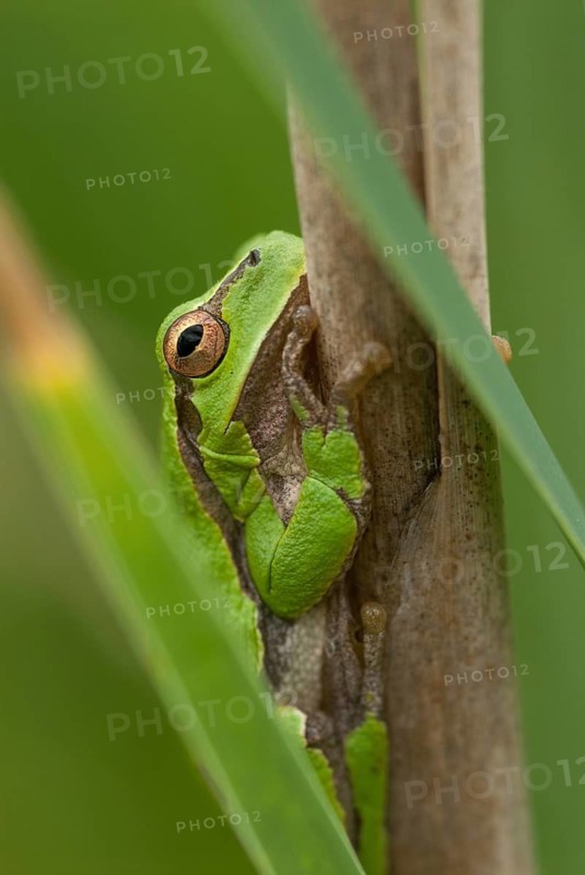 Eastern tree frog, hyla orientalis, tree frog, amphibians, amphibians, Bulgaria, frog, frog, high size, portrait format, amphibians, eastern tree frog