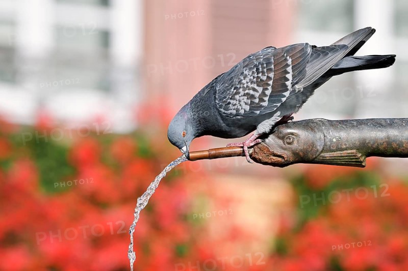 A rock pigeon (Columba livia f. domestica) drinks from a gargoyle, fountain, Ribeauville, Haut-Rhin, Alsace, Grand Est, France