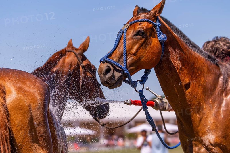 Horse being hosed down, polo horse, polo pony (Equus), polo tournament, 1295 Polo Masters, Sylvenstal, Pfullendorf, Linzgau, Sigmaringen district, Baden-Württemberg, Germany