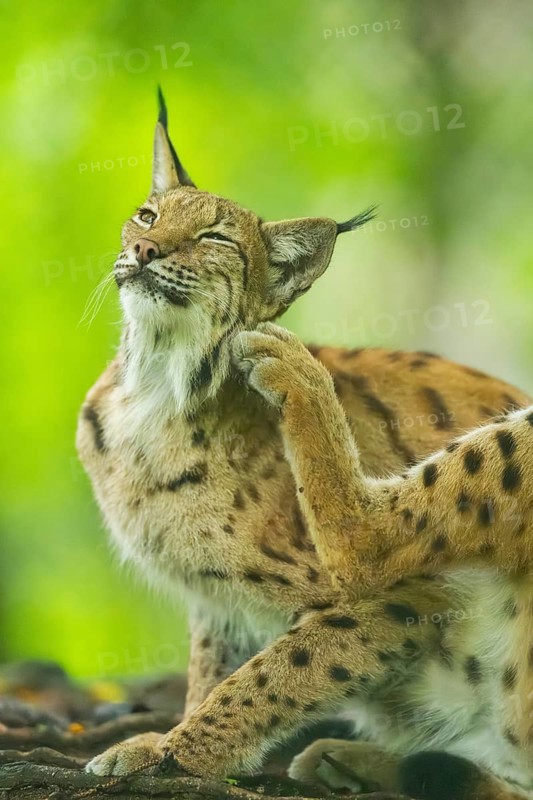 Eurasian lynx (Lynx lynx) sitting in a forest, Bavaria, Germany
