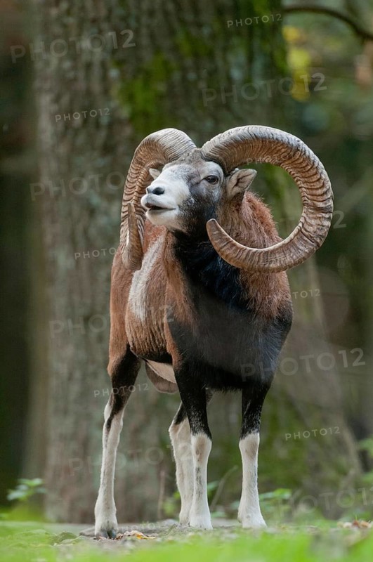 Artiodactyla, even-toed ungulate, mouflon, mouflon, mouflon, ovis gmelini musimon, cloven-hoofed, rutting, fleeing, high size, portrait format, mammals, sheep, mammals, rams, wild