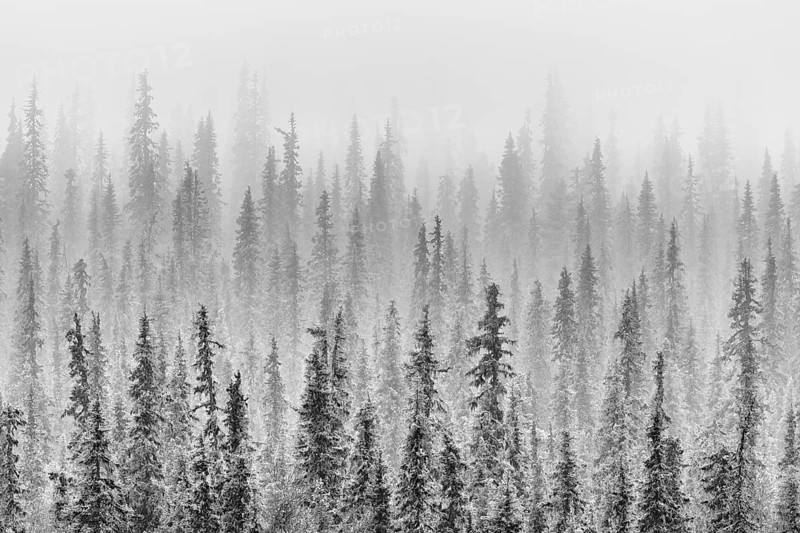 Boreal coniferous forest in fog, Norrbotten, Lapland, Sweden, October 2010