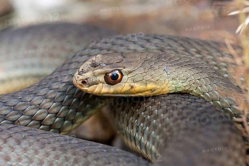 Eastern Montpellier snake, Malpolon insignitus, Montpellier snake, Bulgaria, critters, reptilia, reptiles, snakes, snakes, eastern lizard snake