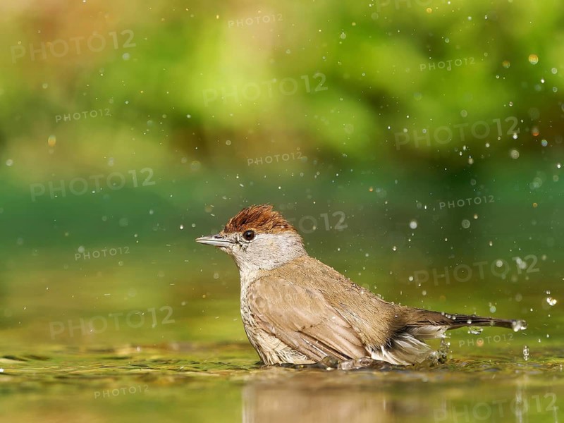 Blackcap (Sylvia atricapilla), female bathing in shallow water with water droplets, Solms, Hesse, Germany