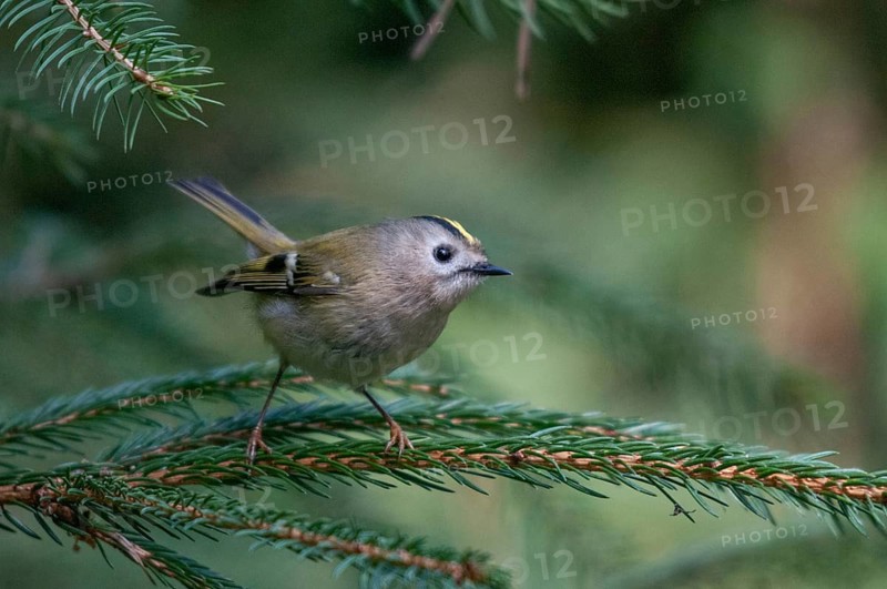 Goldcrest, golden chicken, Regulus regulus, winter golden chicken, birds, passeri, songbirds, birds