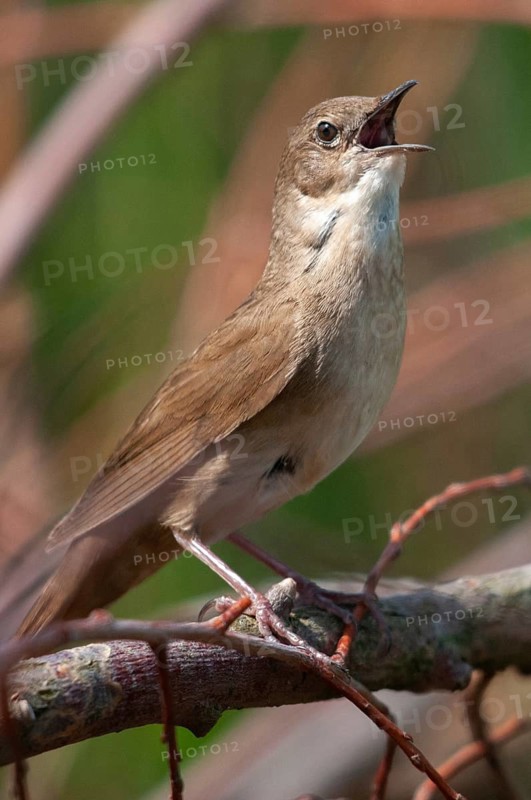 Locustella luscinioides, cane swirl, Savis Warbler, birds, song, high size, portrait format, passeri, singing, songbirds, birds