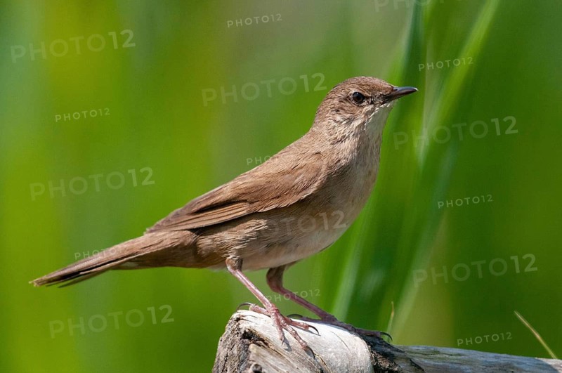 Locustella luscinioides, cane swirl, Savi's warbler, birds, passeri, songbirds, birds