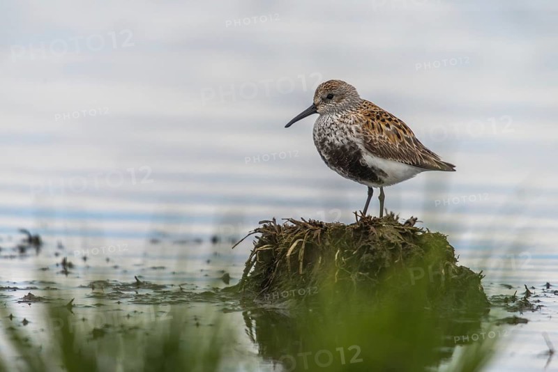 Alpine sandpipers, Calidris alpina, Dunlin, birds, breeding plumage, charadriiformes, limikolen, magnificent dress, snipe birds, scolopacidae, birds, waders, waders