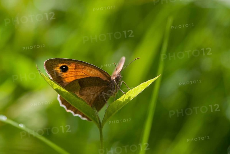Big ox eye, maniola jurtina, meadow brown, butterfly, insects, butterfly, butterfly, butterfly