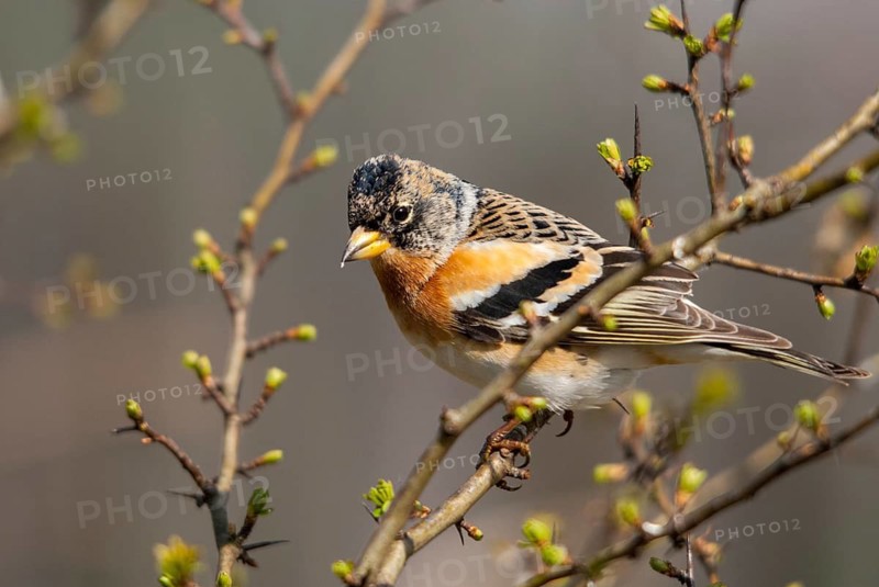 Mountain finch, brambling, fringilla montifringilla, birds, male, passeri, songbirds, birds