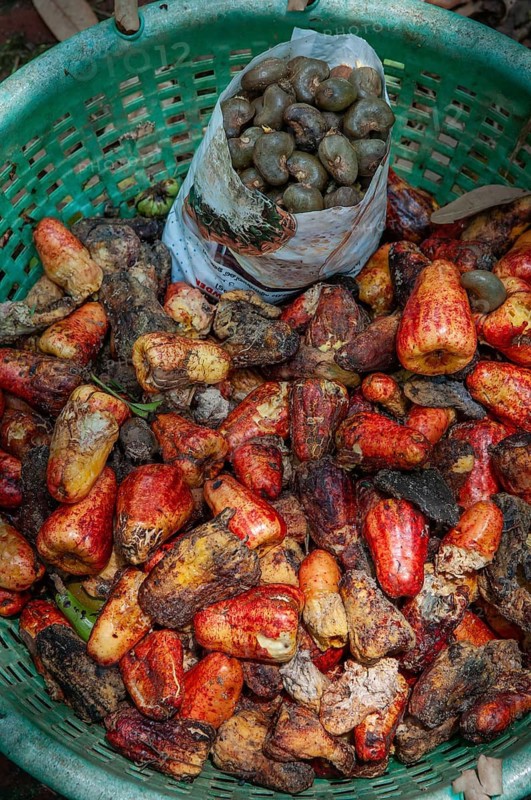 Freshly harvested cashew nuts in a basket, Bilathikulam, Calicut, Kerala, South India, India
