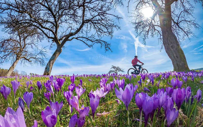 Happy yound woman riding her electric mountain bike in a meadow with colorful blooming crocuses in early spring in Black Forest, Bad Teinach, Baden-Württemberg, Germany