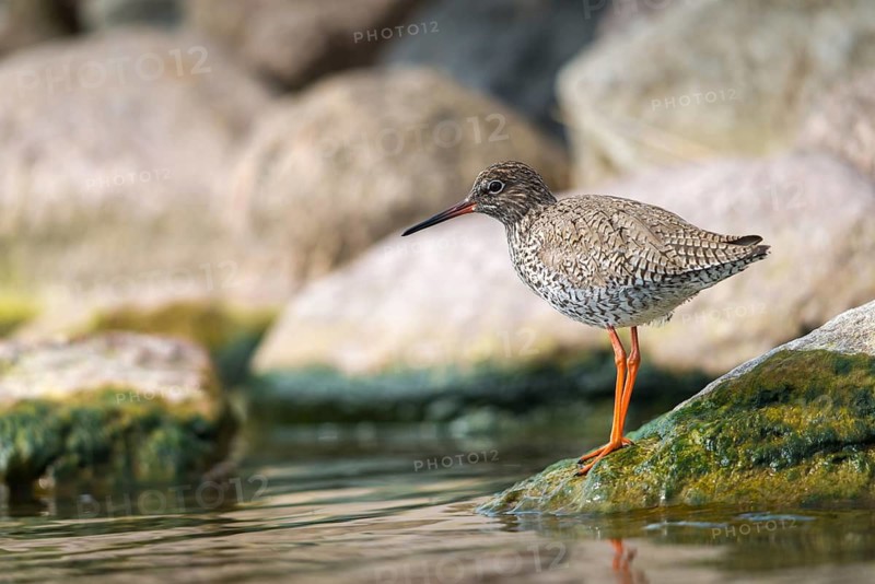 Redshank, redshank, tringa totanus, birds, charadriiformes, limikolen, snipe birds, scolopacidae, birds, waders, waders