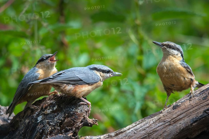 Nuthatch, Sitta Europaea, adult, birds, adult, feeding, sexually mature, adolescent, juvenile, passeri, songbirds, birds
