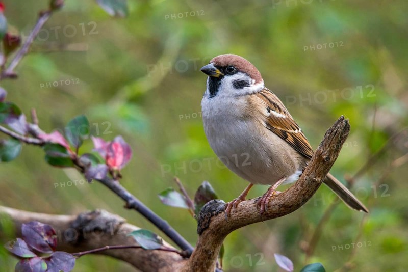 Tree Sparrow, Passer Montanus, Sparrow, Tree Sparrow, Birds, Passeri, Songbirds, Sparrow, Sparrow, Sparrow, Sparrow, Sparrow, Birds