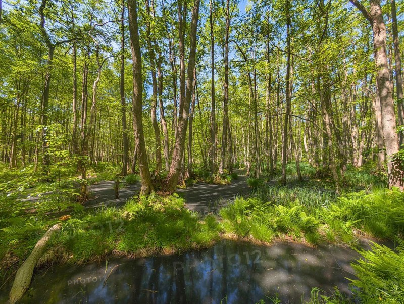 Urwald Darß Baltic Sea Germany