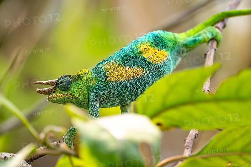 Three-horned chameleon (Trioceros jacksonii), male, between leaves on a branch, Bwindi Impenetrable Forest National Park, Uganda