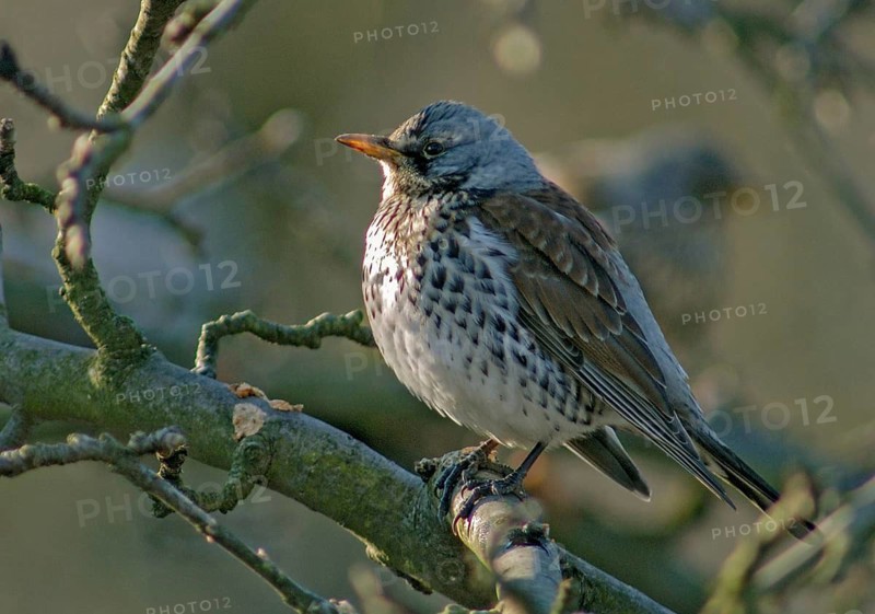 Fieldfares, Turdus pilaris, juniper thrush, birds, thrush, passeri, songbirds, thrush, birds