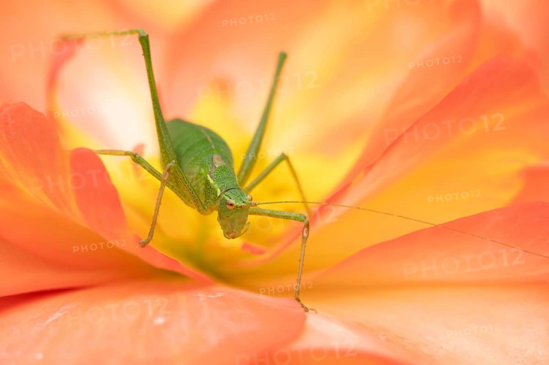 Speckled bush cricket (Leptophyes punctatissima) adult insect on a garden Begonia flower, Suffolk, England, United Kingdom