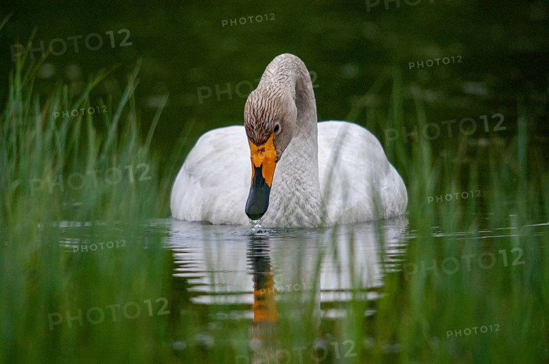 Cygnus Cygnus, Sweden, Singing Swan, Whooper Swan, Anatidae, Birds, Duckbirds, Swan, Swans, Sweden, Birds, Waterbirds, Waterbirds