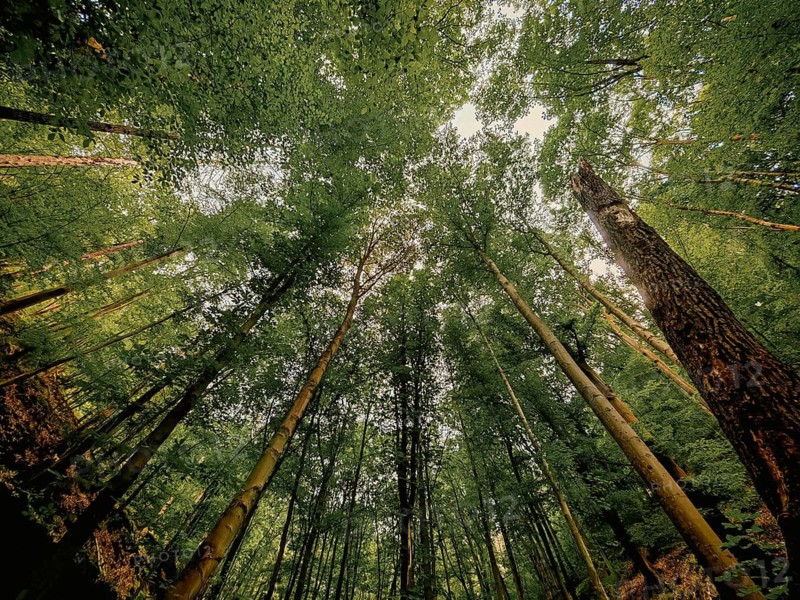 View from below, dense canopy of a forest with a view of the sky, calm, melancholy atmosphere, atmospheric, hiking in the Schwarza Valley nature reserve, Thuringian Slate Mountains, Thuringian Forest nature park Park