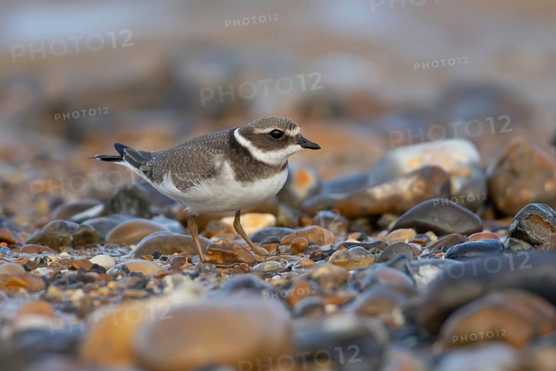 Ringed plover (Charadrius hiaticula) juvenile wading bird on a shingle beach in summer, England, United Kingdom