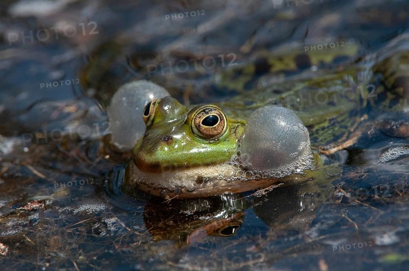 Marsh Frog, Pelophylax Ridibunda, Pelophylax Ridibundus, Rana Ridibunda, Sea Frog, Amphibian, Frog, Frog, Amphibian