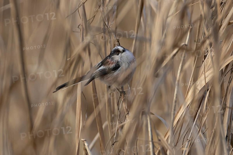 Long tailed tit (Aegithalos caudatus) adult bird in a reedbed, England, United Kingdom