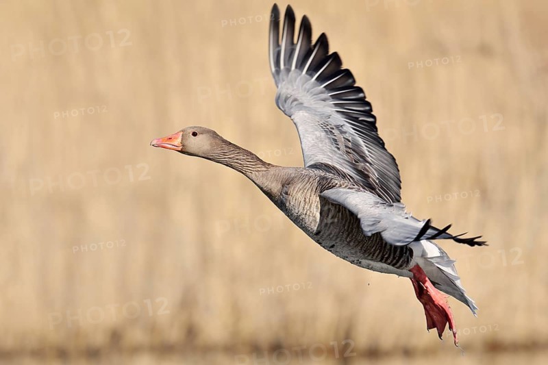 Greylag goose (Anser anser), flying, North Rhine-Westphalia, Germany