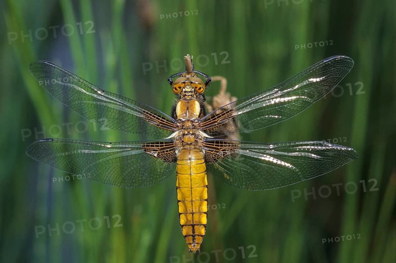 Broad-Bodied Chaser, Libellula Depressa, Flatbelly, Anisoptera, Damselflies, Dragonflies, Freshly Hatched, Imago, Insects, Leos, Dragonflies, Odonata