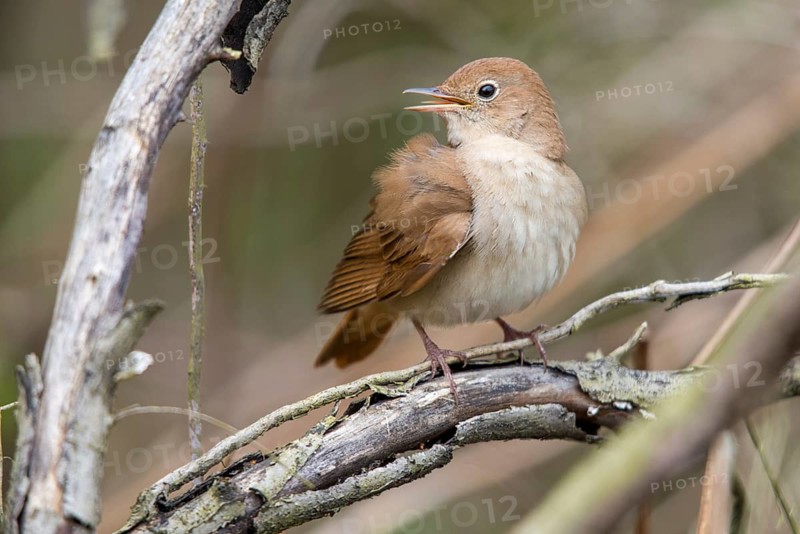 Luscinia megarhynchos, nightingale, birds, plumage, passeri, preening, songbirds, songbirds, birds