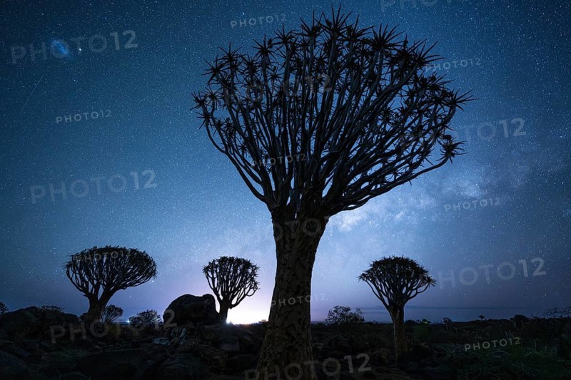 Quiver trees (Aloe dichotoma), night shot with starry sky, quiver tree forest in Garaspark near Keetmanshoop, Karas Region, Namibia