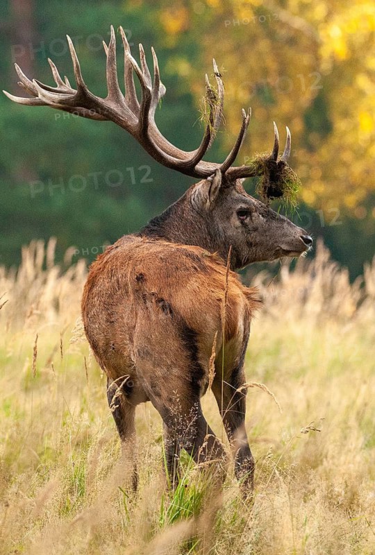 Artiodactyla, Cervus Elaphus, even-toed ungulate, cloven-hoofed, red deer, deer, high size, deer, portrait format, mammals, mammals