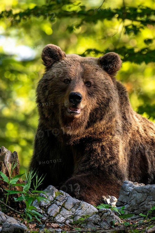 European brown bear (Ursus arctos arctos), in the forest, Dolenjska region, Slovenia