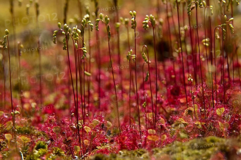 Brosswort, Bullwort, Drosera Rotundifolia, Droseraceae, Lord Spoon, Sky Spoon, Sky Dew, Round Leaf Sundew, Sundew, Spoelkrut, Common Sundew, Flora, Plants, Plants, Round-Leaved Sundew, Roundleaf Sundew, Sundew