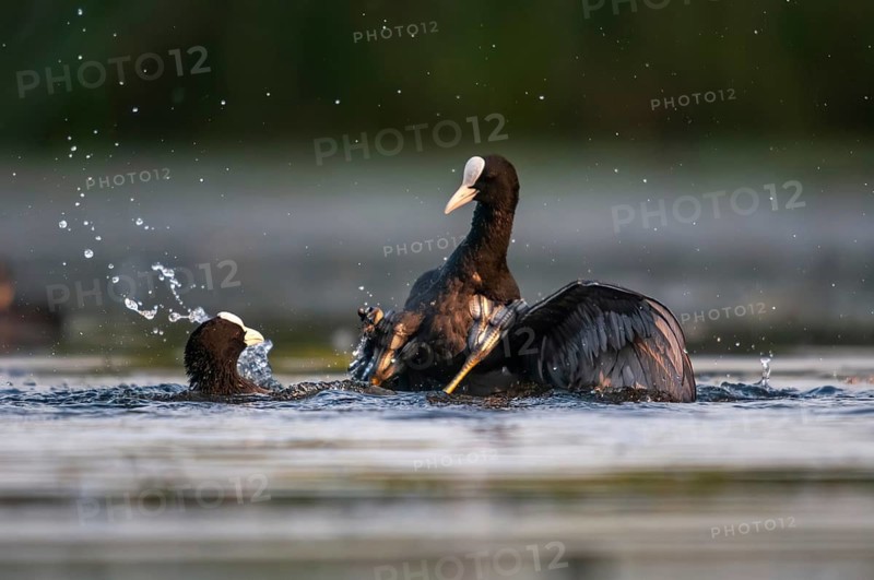 Eurasian Coot Coot, Fulica Atra, Battle, Birds, Coot, Coot, Fight, Gruiformes, Fight, Crane Birds, Rails, Rallidae, Strike, Birds, Waterbirds, Waterbirds