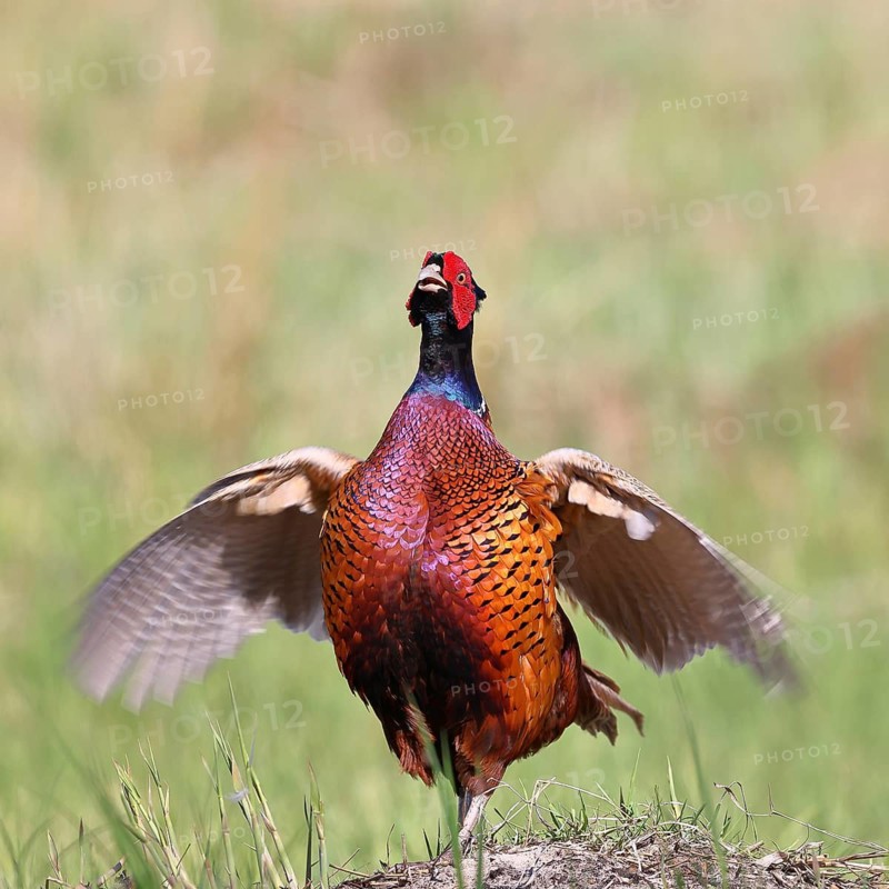 Pheasant, hunting pheasant (Phasianus colchicus), adult male bird during mating call in a meadow, territory demarcation, wildlife, Lembruch, Ochsen Moor, Dümmer nature park Park, Lower Saxony, Germany