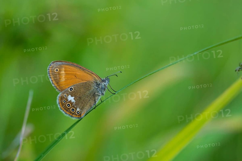 Coenonympha arcania, pearly heath, peargrass moth, white-coined meadowbird, butterfly, insects, butterfly, butterflies