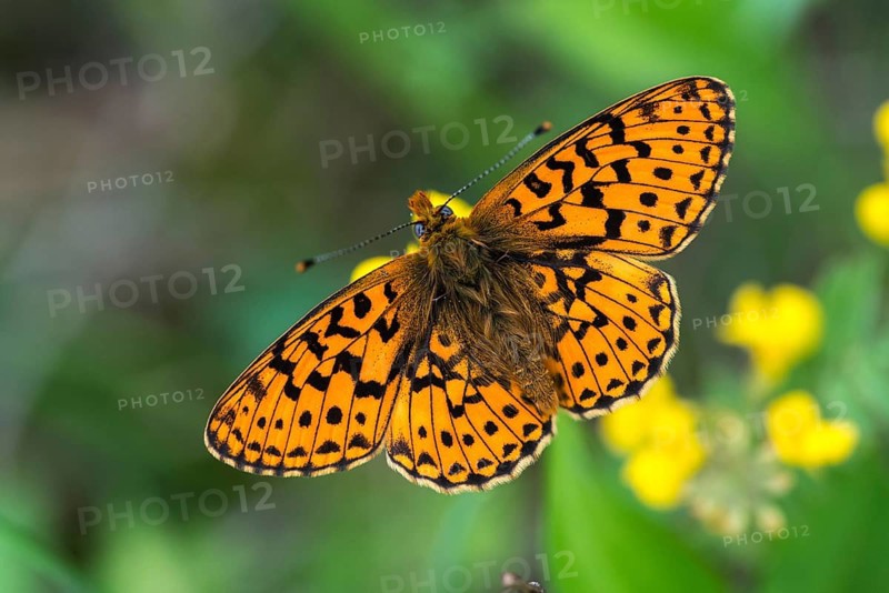 Boloria euphrosyne, clossiana euphrosyne, spring mother-of-pearl butterfly, pearl-bordered fritillary, silverspot pearl butterfly, butterfly, insects, butterfly, butterflies, butterflies, butterflies